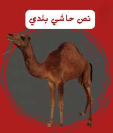 نص حاشي بلدي